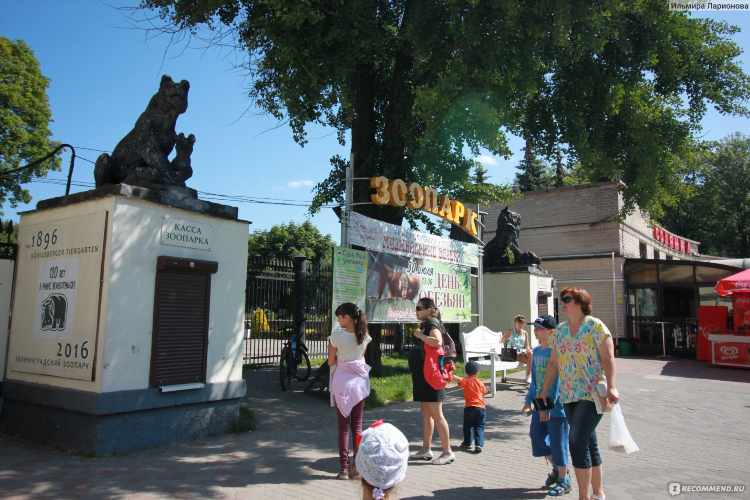 Девочки калининград
