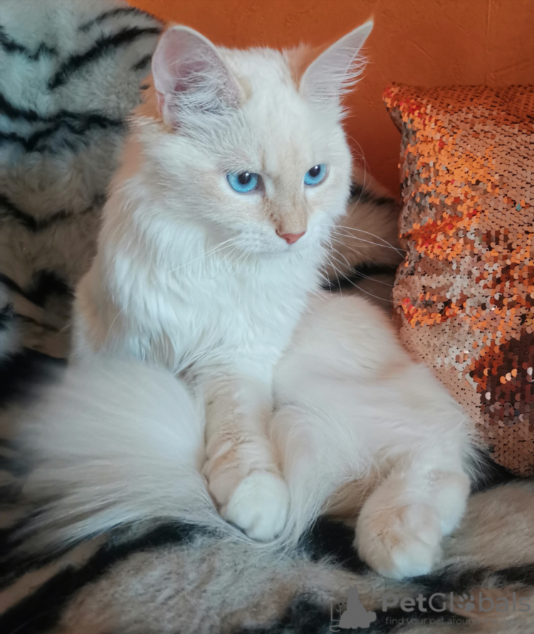 Котята в калининграде в дар породистые