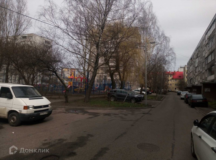 Кудряшка горького калининград