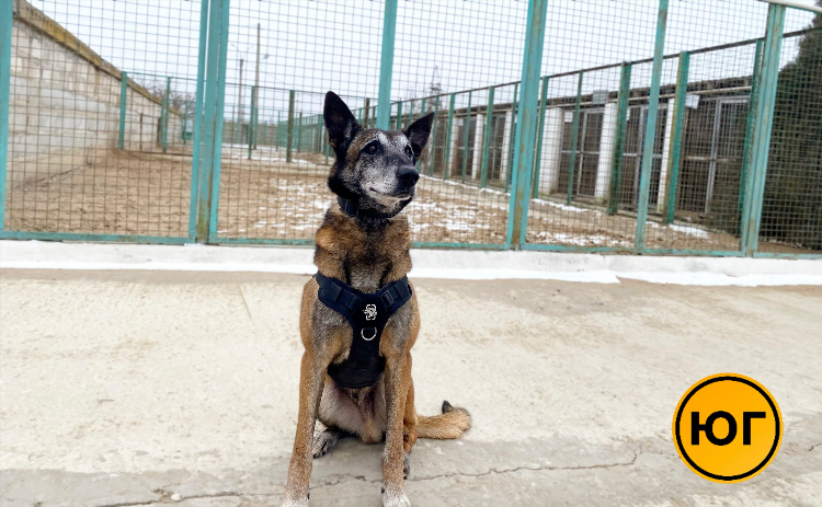 Питомники собак в калининграде и калининградской области